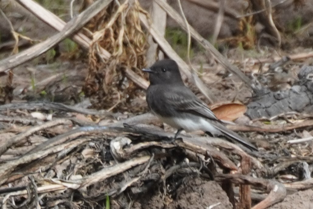 Black Phoebe - ML643915999