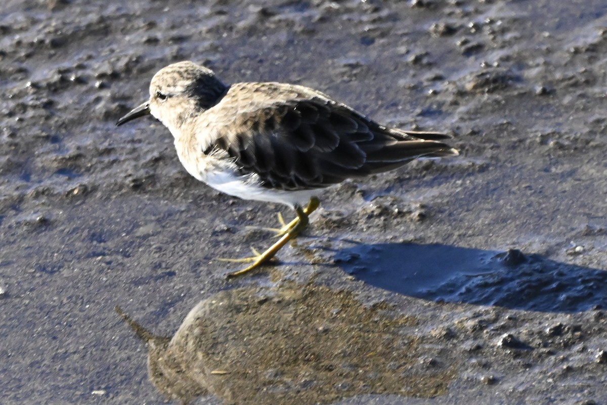 Least Sandpiper - ML643916015