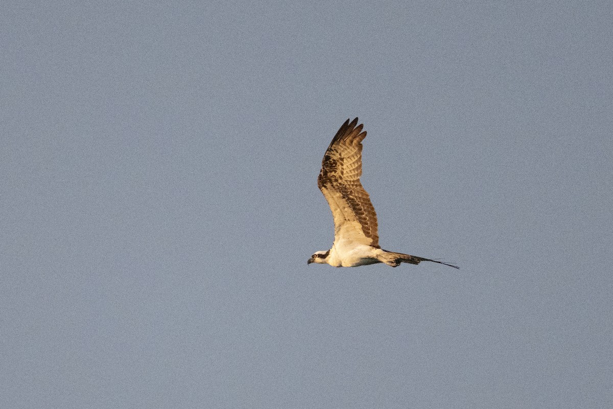 Osprey - ML643916043