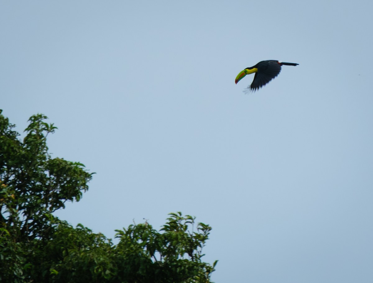 Keel-billed Toucan - ML643916046