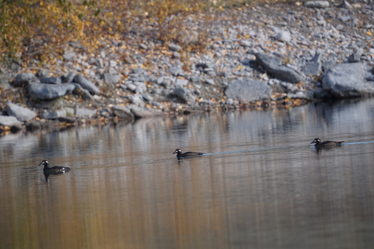 White-winged Scoter - ML643916047