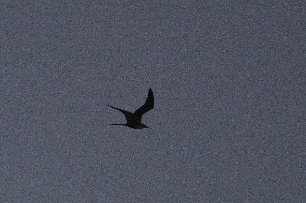 Magnificent Frigatebird - ML643916051