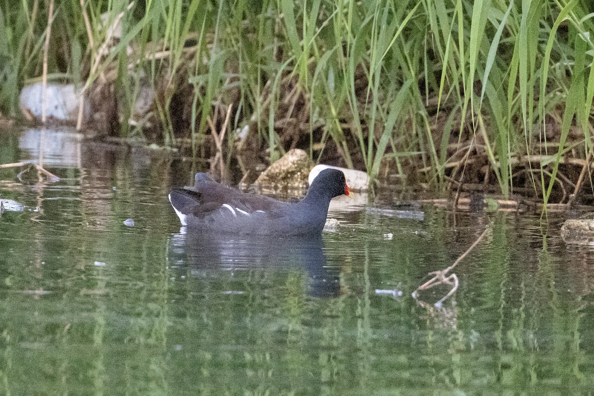 Common Gallinule - ML643916054