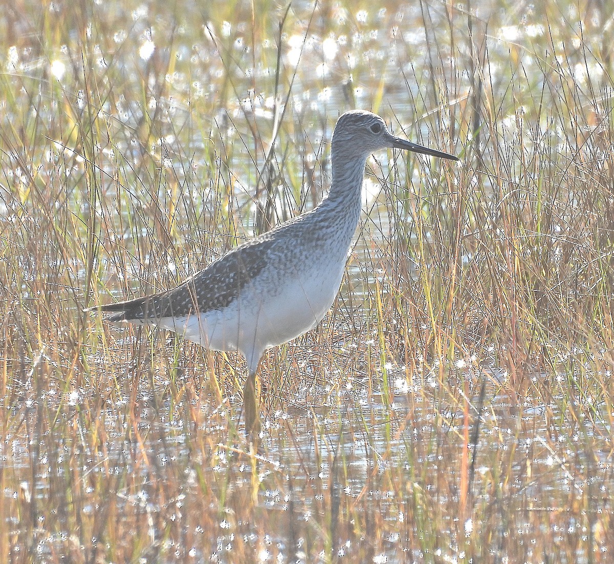Greater Yellowlegs - ML643916078