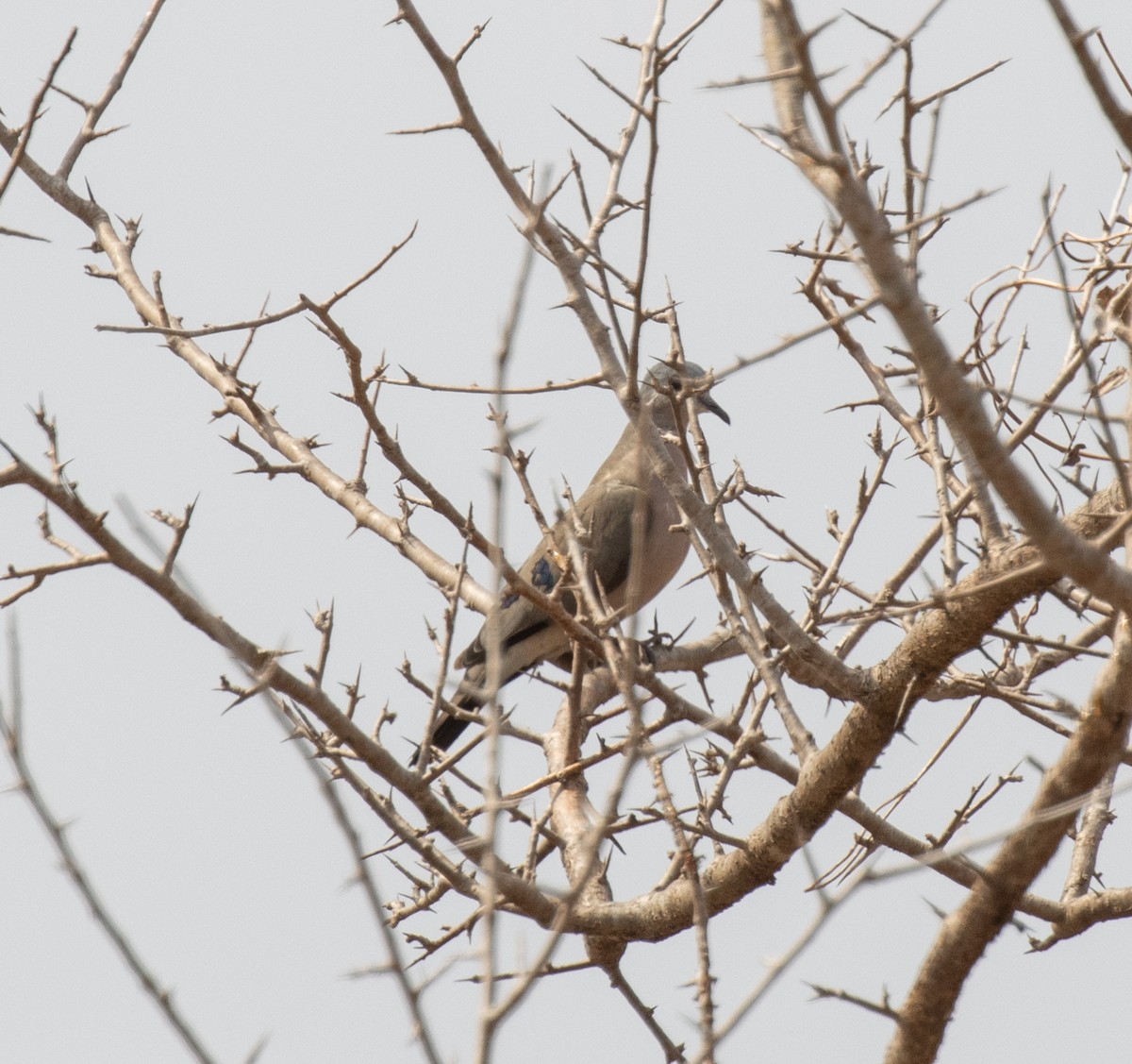 Emerald-spotted Wood-Dove - ML643916087