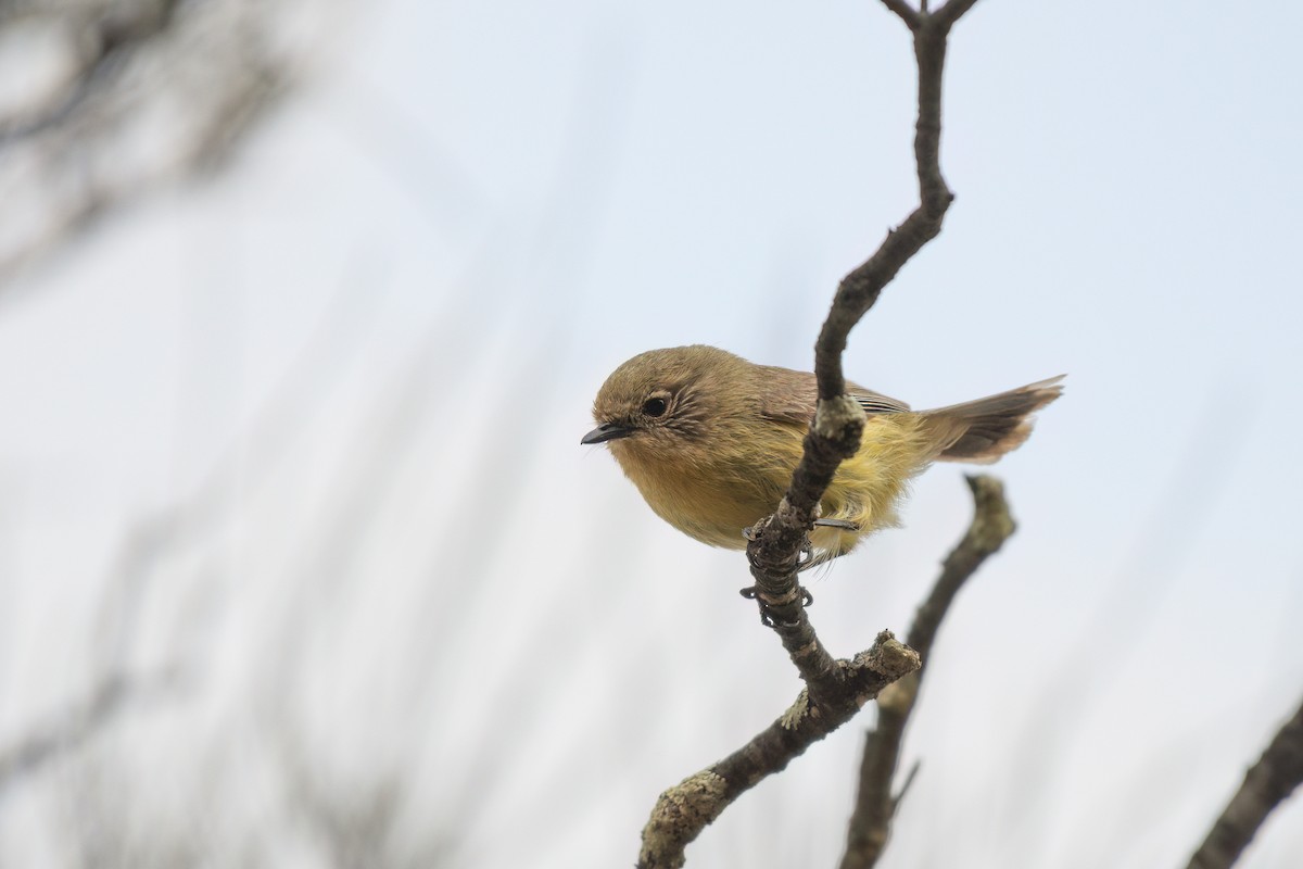 Yellow Thornbill - ML643916096