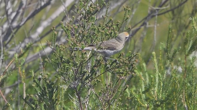 Tawny-crowned Honeyeater - ML643916113