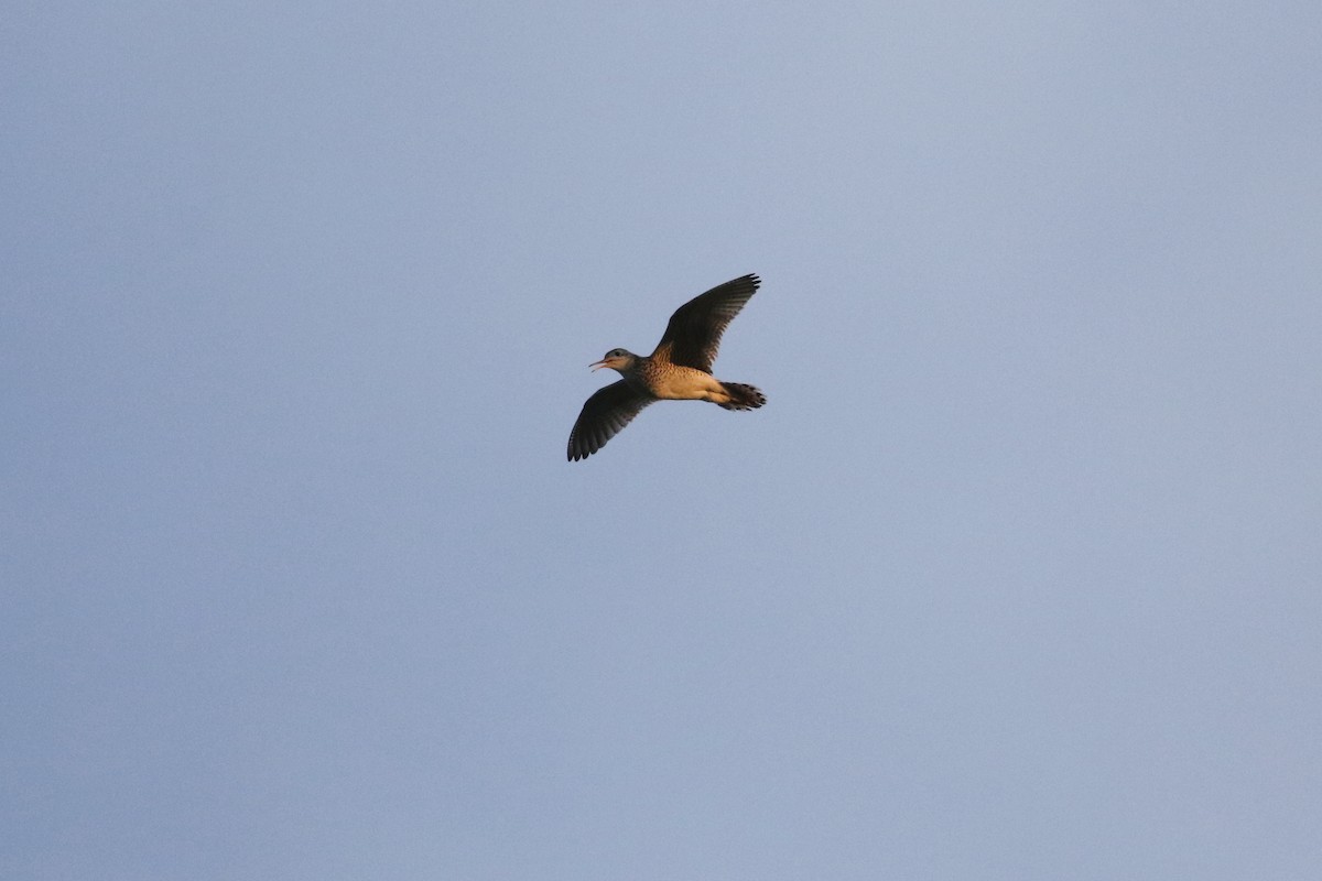 Upland Sandpiper - ML643916116