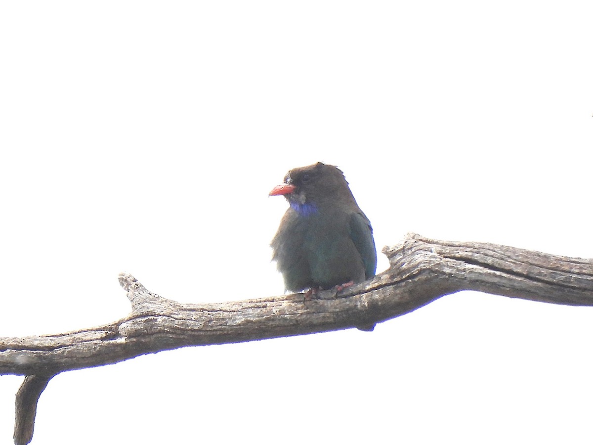 Dollarbird - ML643916149