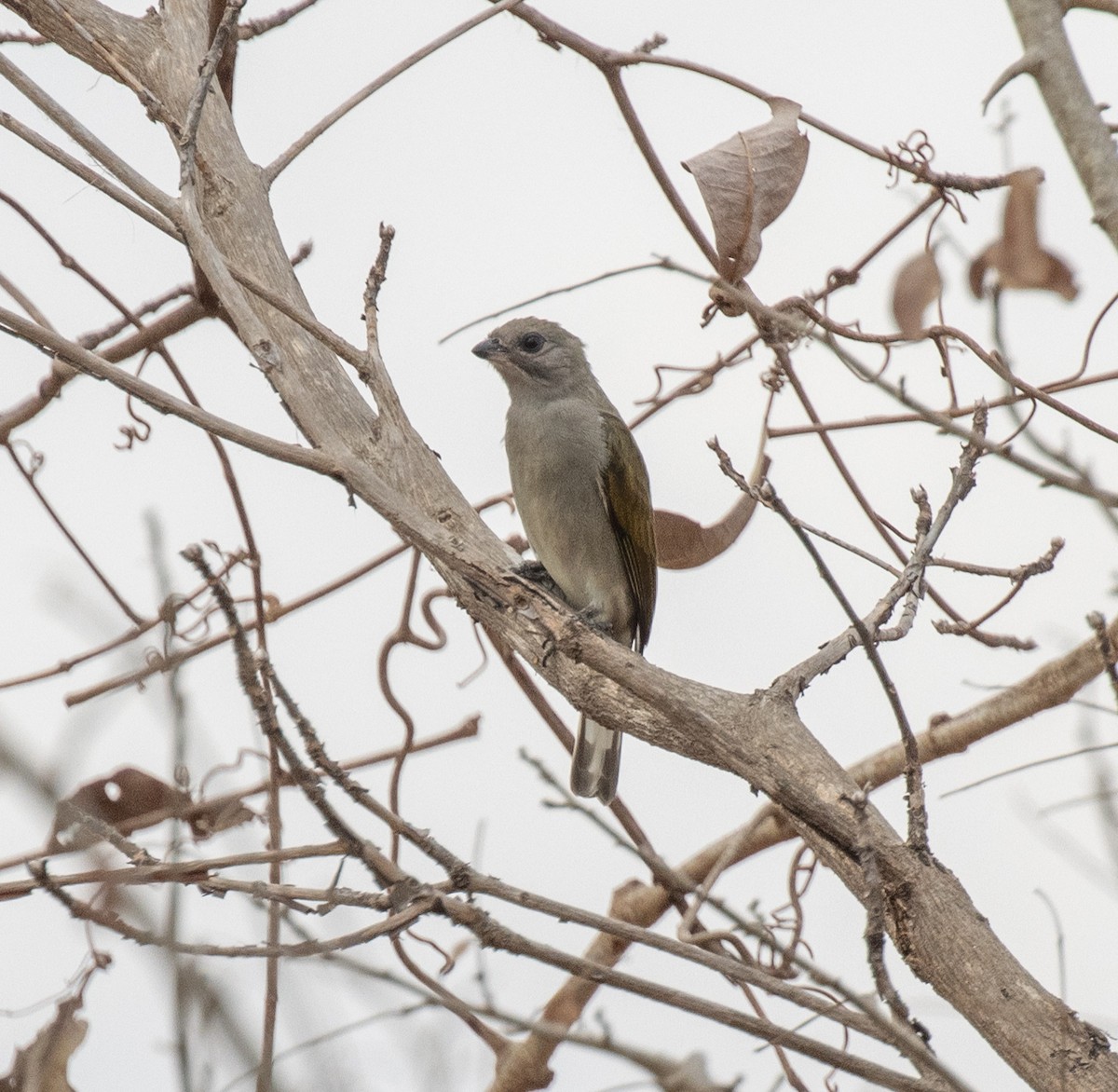 Lesser Honeyguide - ML643916153