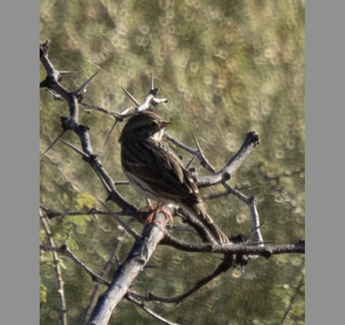 Brewer's Sparrow - ML643916164