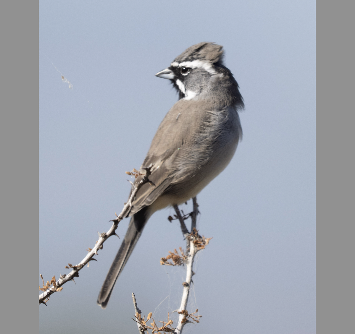 Black-throated Sparrow - ML643916171