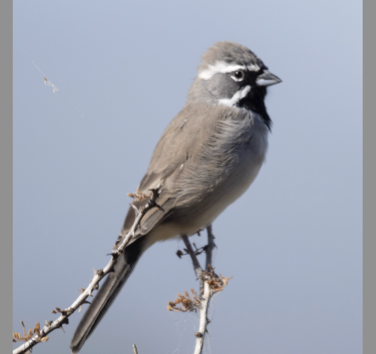 Black-throated Sparrow - ML643916177