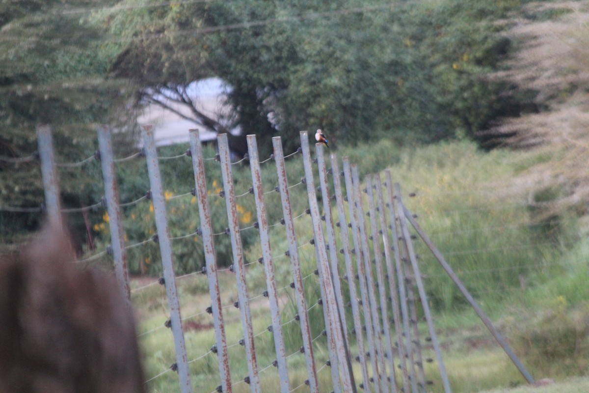 Alción Cabeciblanco - ML643916181