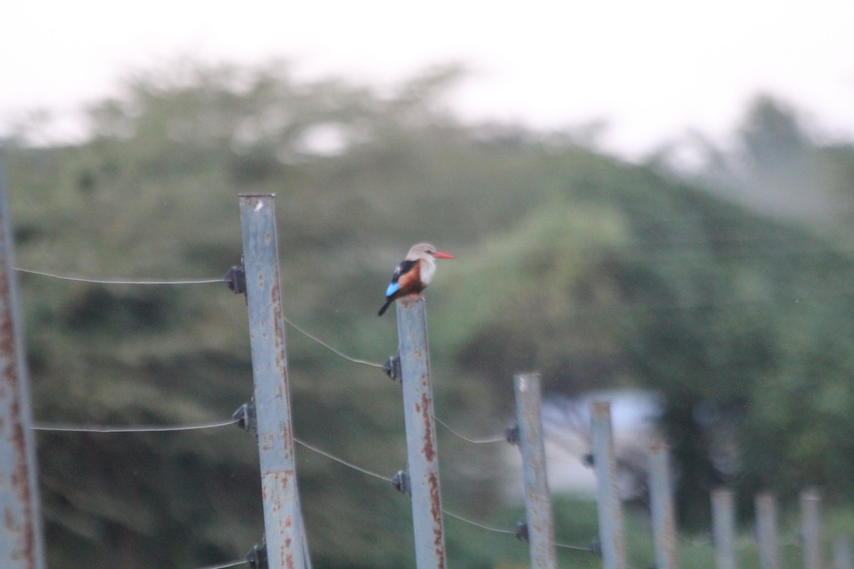 Alción Cabeciblanco - ML643916183