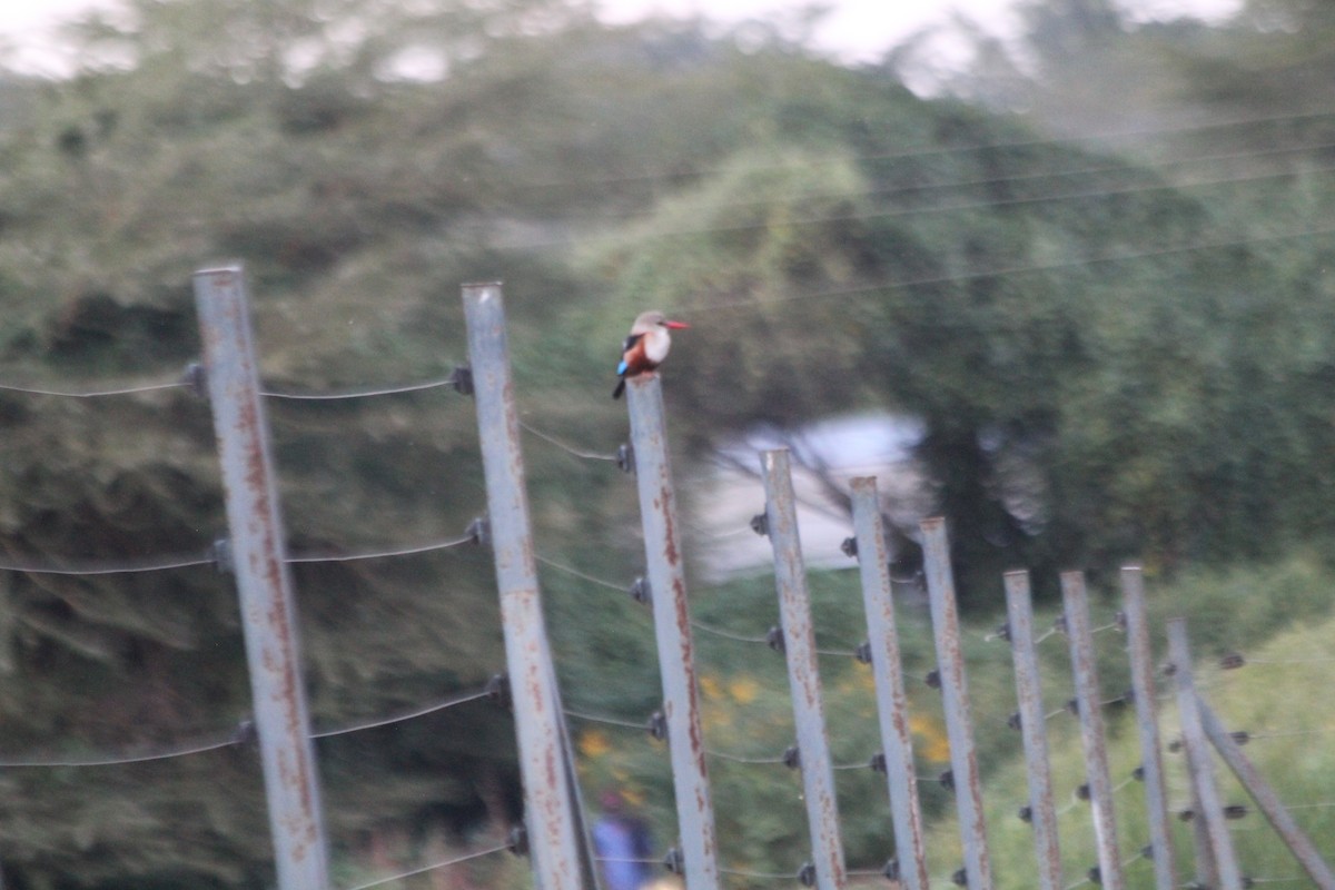 Alción Cabeciblanco - ML643916184