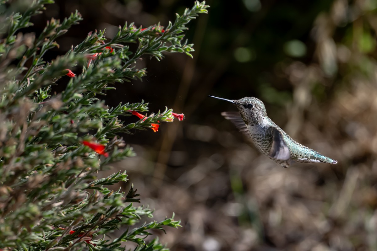 Anna's Hummingbird - ML643916194