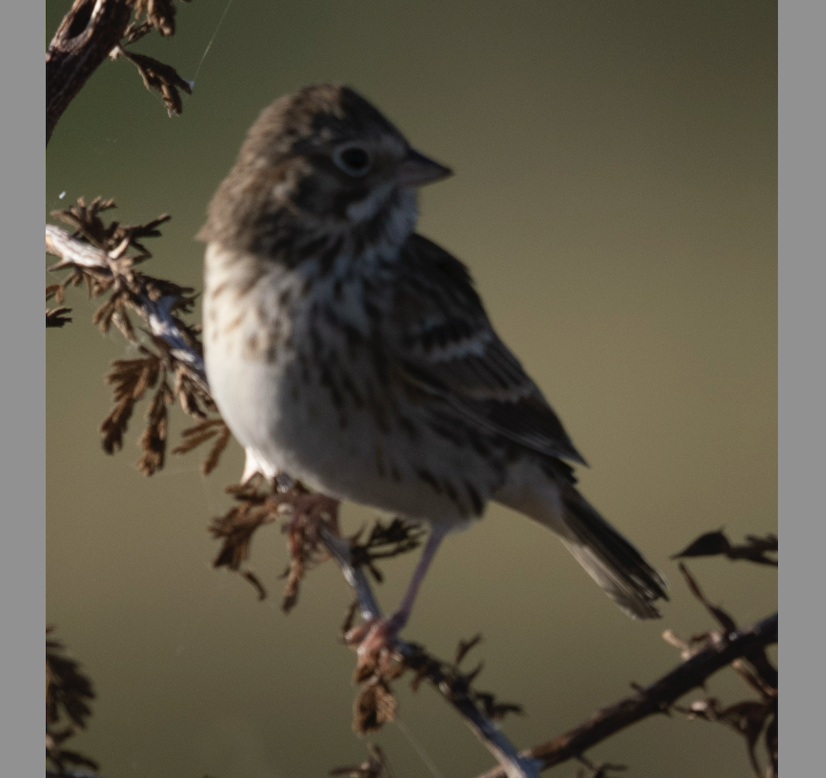 Bruant vespéral - ML643916211