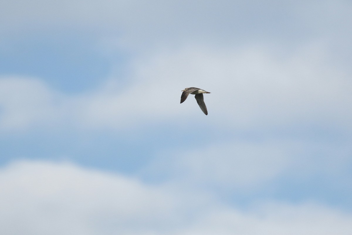 Upland Sandpiper - ML643916213