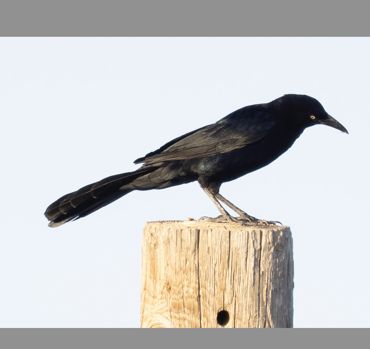 Quiscale à longue queue - ML643916231