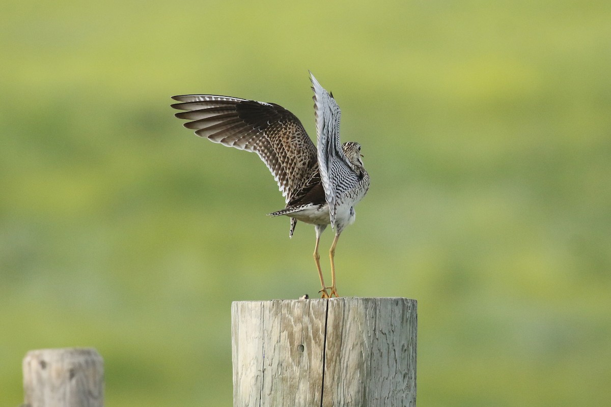 Upland Sandpiper - ML643916235