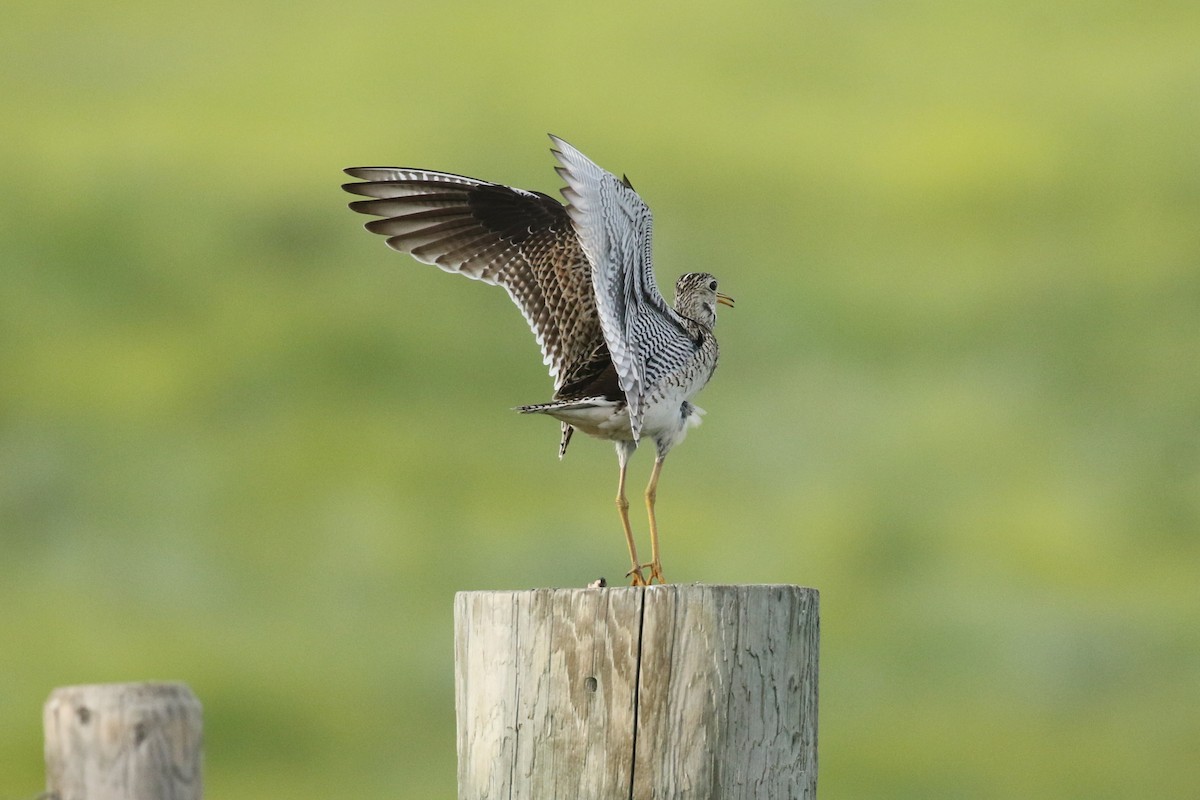 Upland Sandpiper - ML643916237