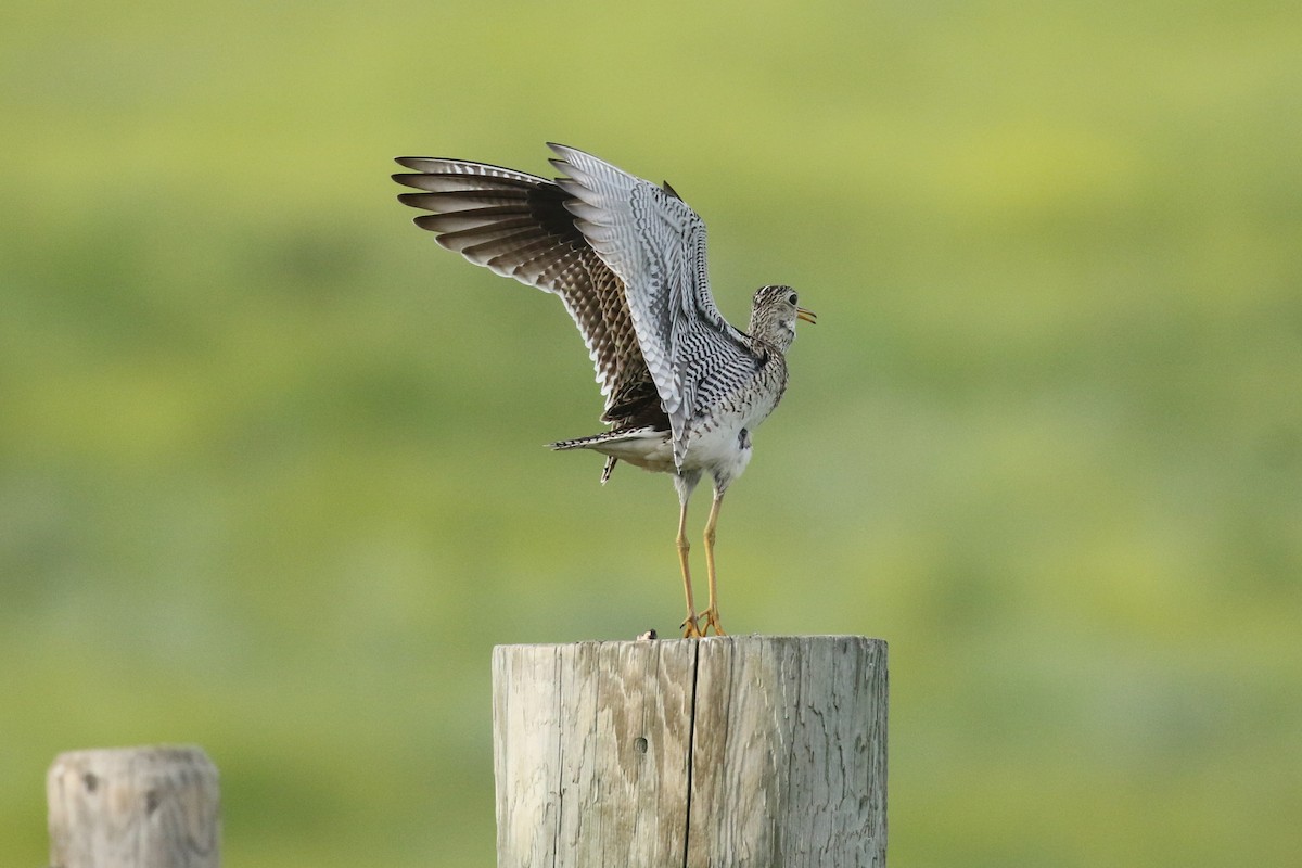Upland Sandpiper - ML643916238
