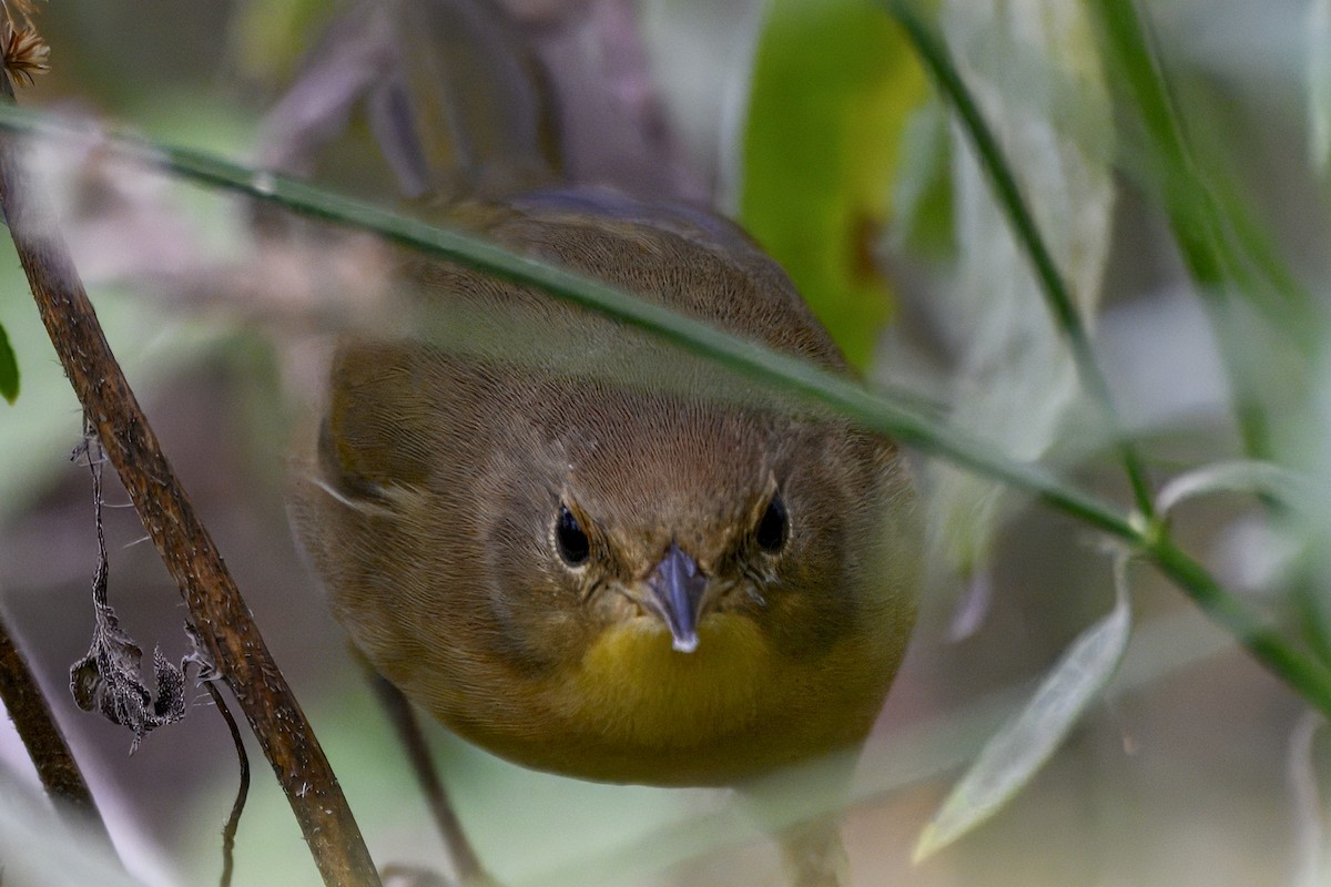Common Yellowthroat - ML643916239