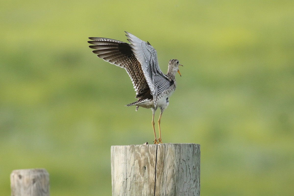 Upland Sandpiper - ML643916240