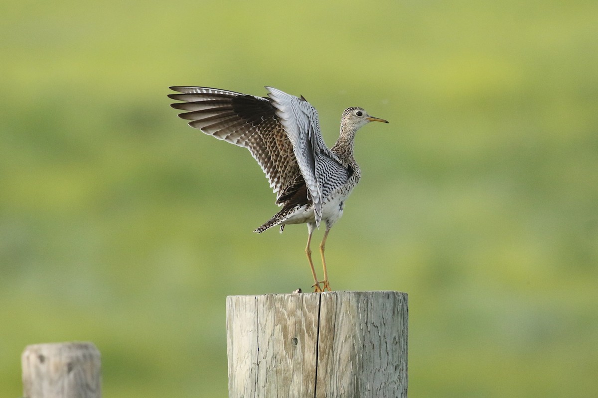 Upland Sandpiper - ML643916243