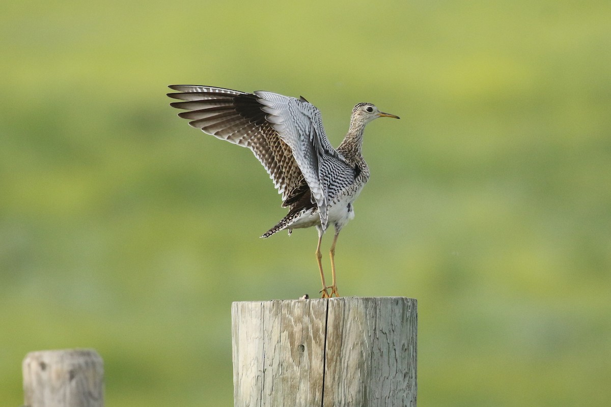 Upland Sandpiper - ML643916248