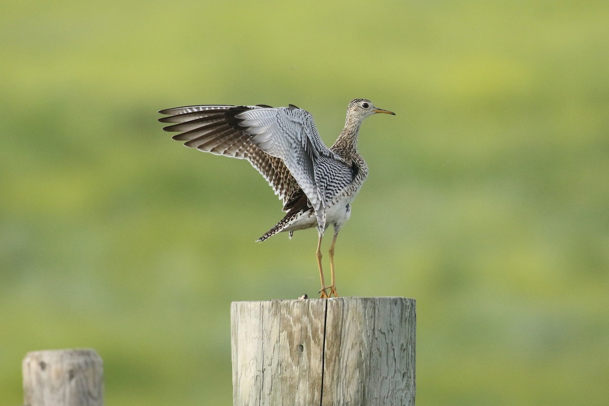 Upland Sandpiper - ML643916250