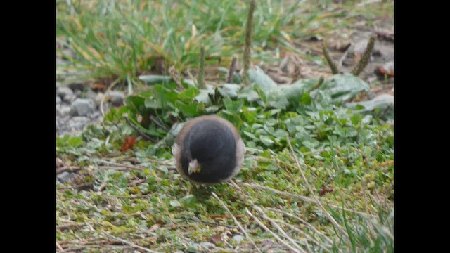 Dark-eyed Junco - ML643916251