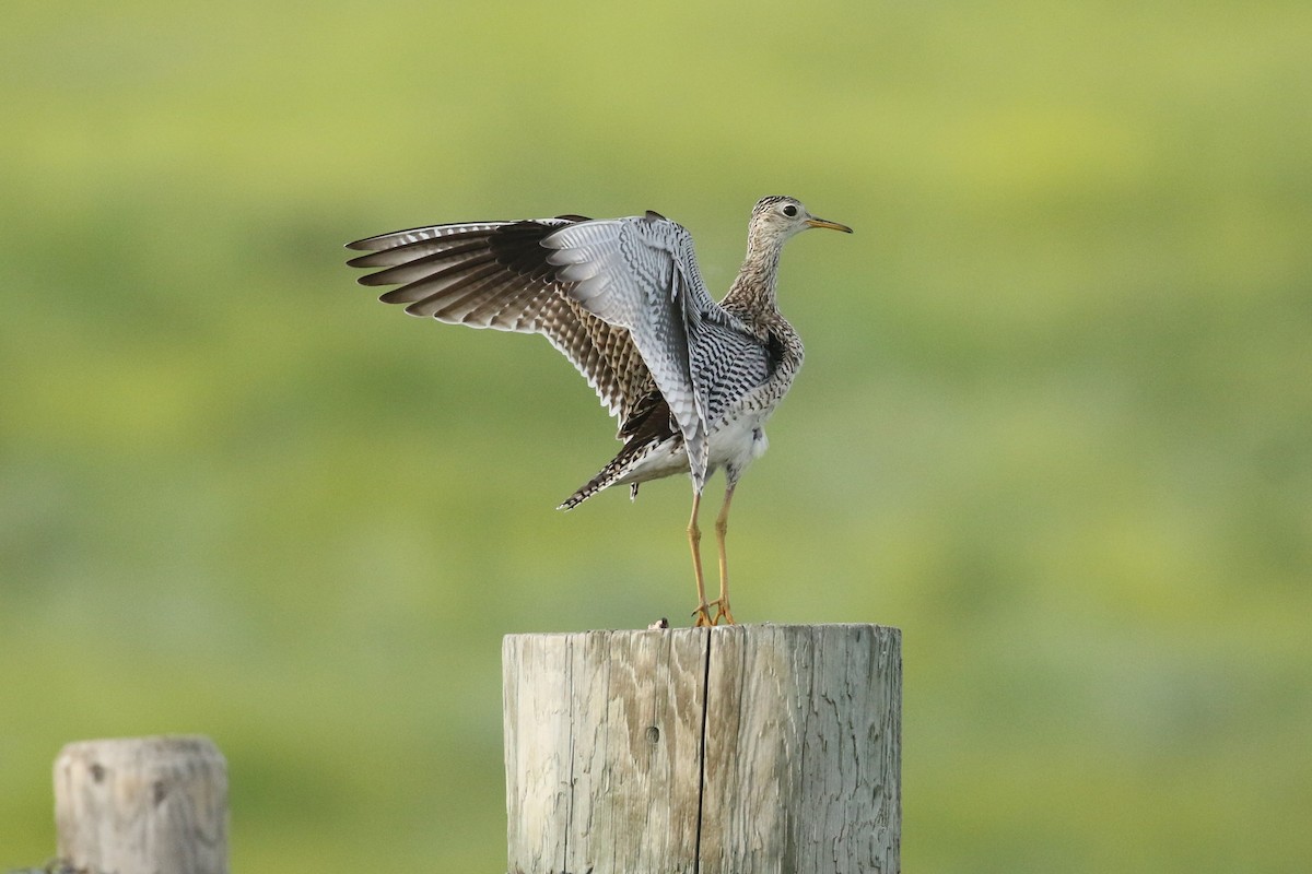 Upland Sandpiper - ML643916255