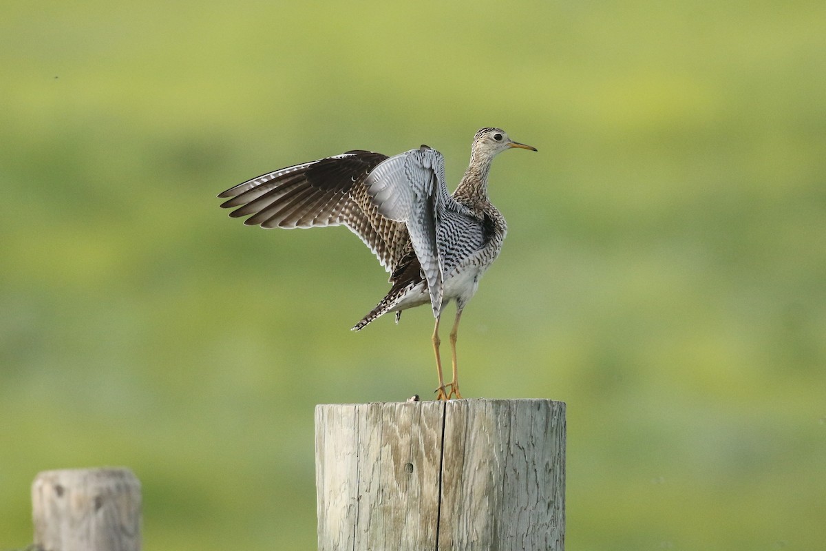 Upland Sandpiper - ML643916262