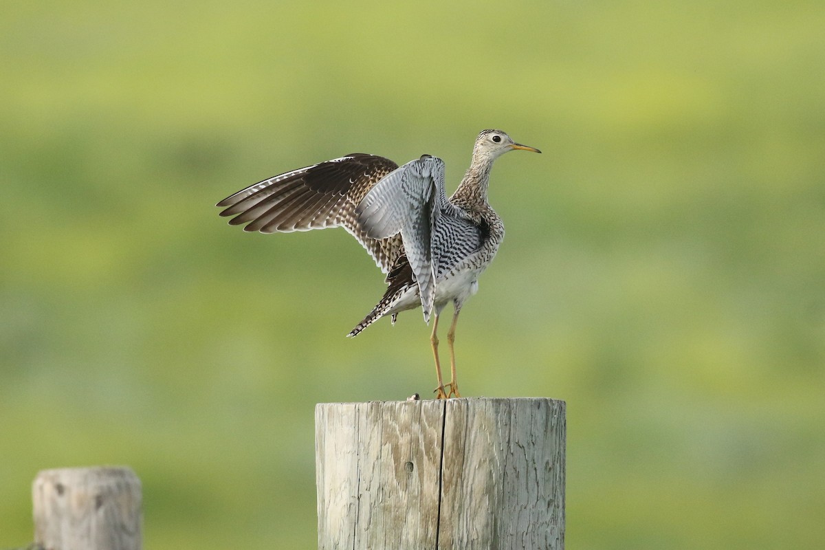 Upland Sandpiper - ML643916266