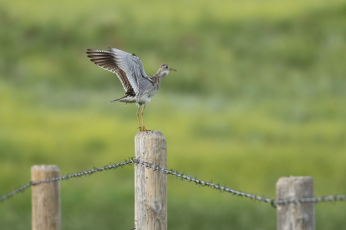 Upland Sandpiper - ML643916276