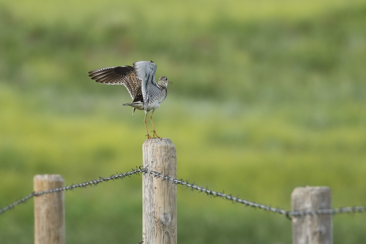 Upland Sandpiper - ML643916278