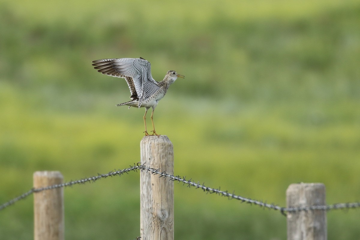 Upland Sandpiper - ML643916286