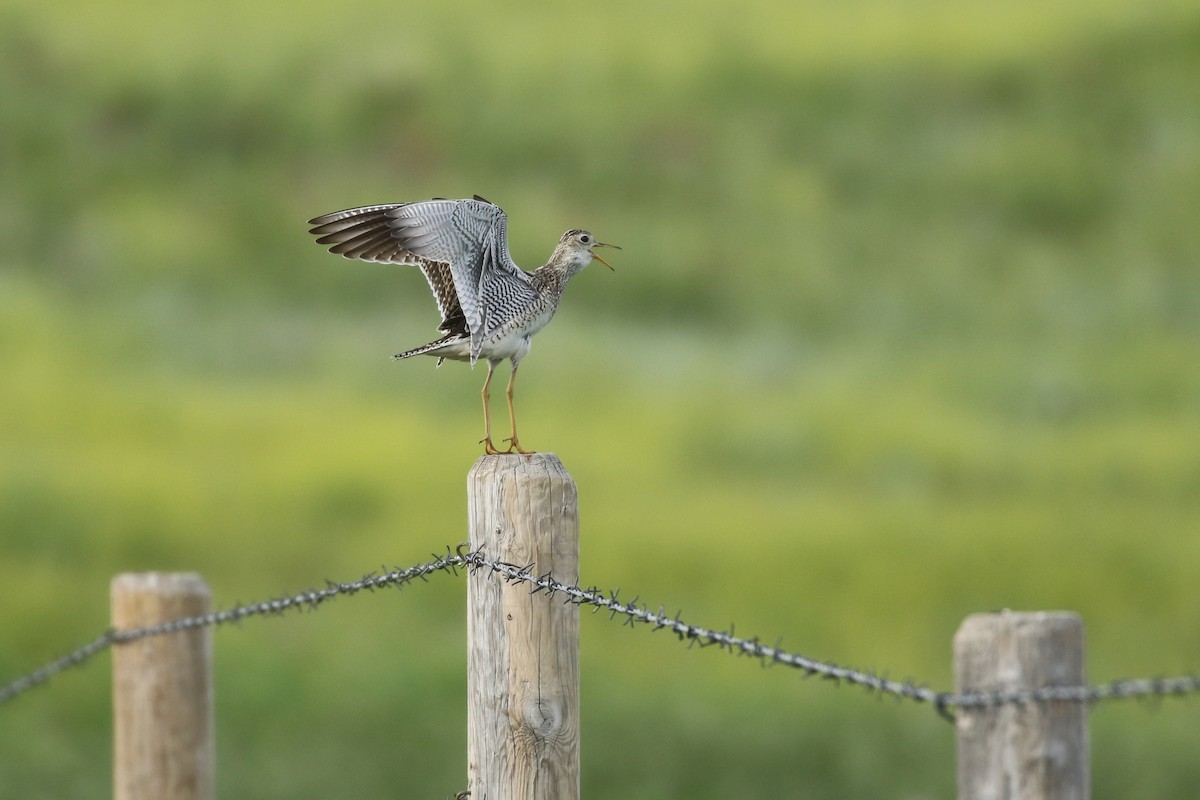 Upland Sandpiper - ML643916288