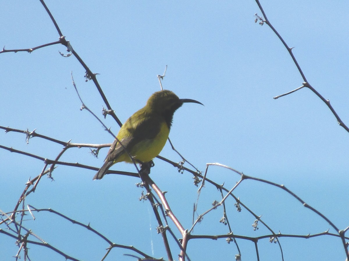 Sahul Sunbird - ML643916314