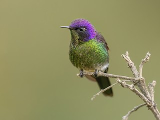  - Purple-backed Thornbill