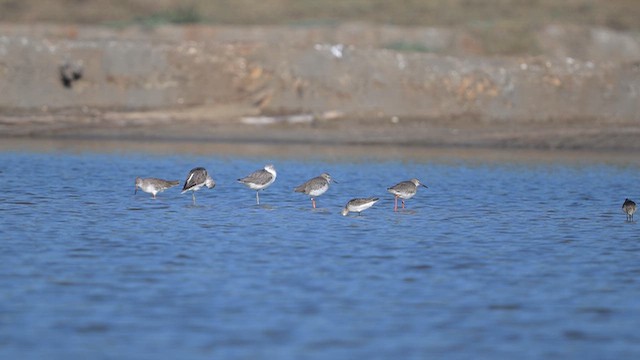 Common Redshank - ML643916323