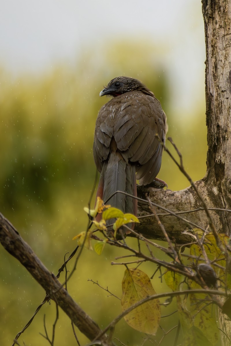 Speckled Chachalaca - ML643916325