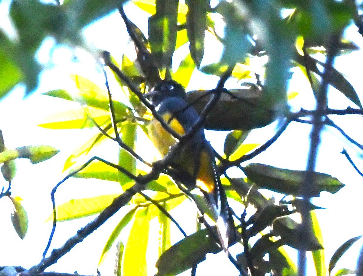 Amazonian Trogon - ML643916326