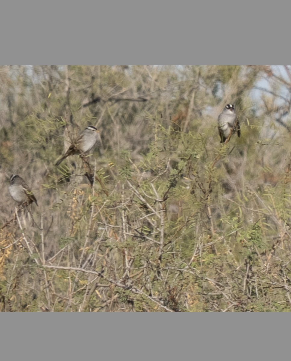 Bruant à couronne blanche - ML643916332