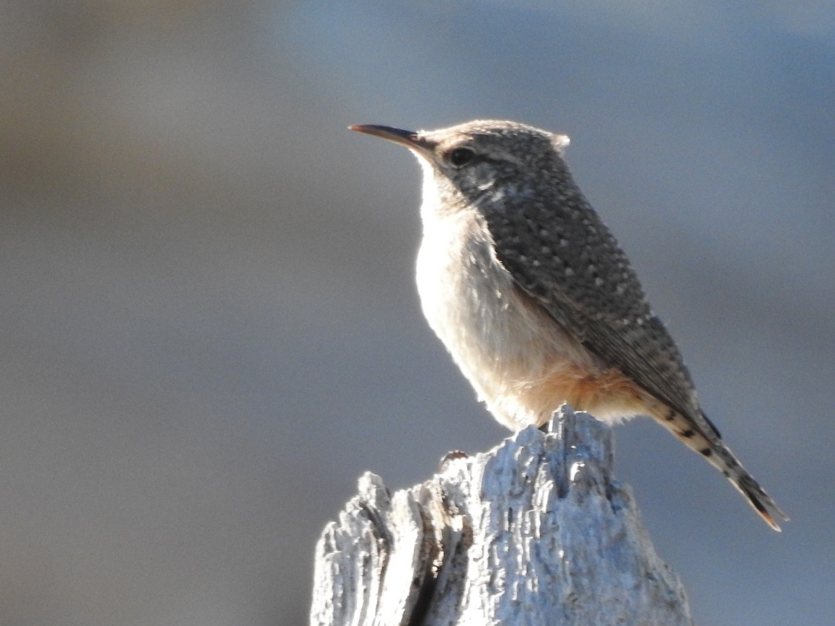 Rock Wren - ML643916334