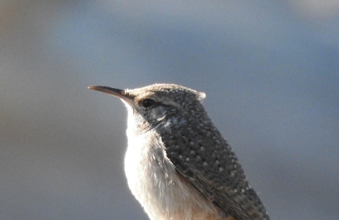 Rock Wren - ML643916340