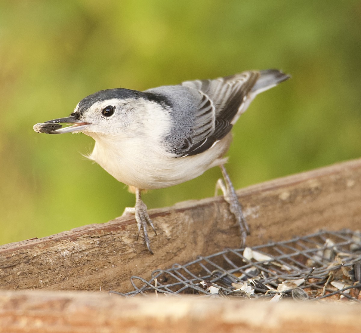 Weißbrustkleiber (carolinensis) - ML643916345