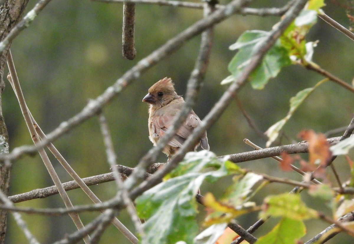 Northern Cardinal - ML643916346